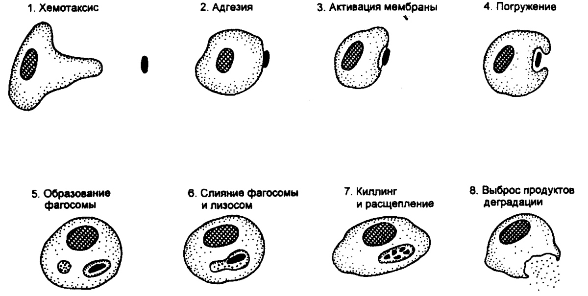 Схема отдельных стадий фагоцитоза. Фагоцитоз лейкоцитов схема. Клеточный фагоцитоз схема. Фазы фагоцитоза схема.