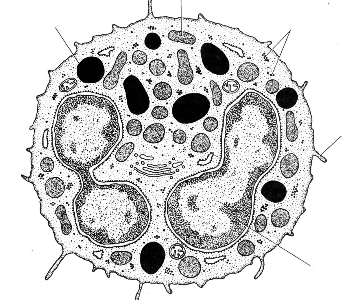 Группы железистых клеток. Эозинофилы рисунок. Эозинофилы рисунок карандашом. Нейтрофилы в крови КРС. Форменные элементы крови.