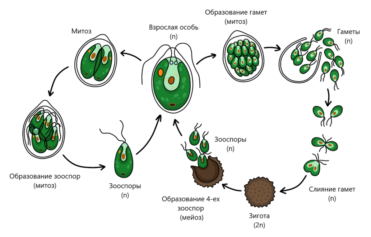 Гаметы образуются в гаметофите. Размножение и жизненный цикл хламидомонады. Цикл развития хламидомонады схема. Бесполое размножение хламидомонады схема. Жизненный цикл хламидомонады бесполое.