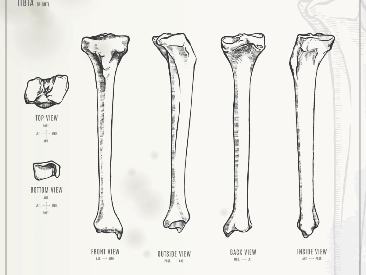 Трубчатая кость строение рисунок