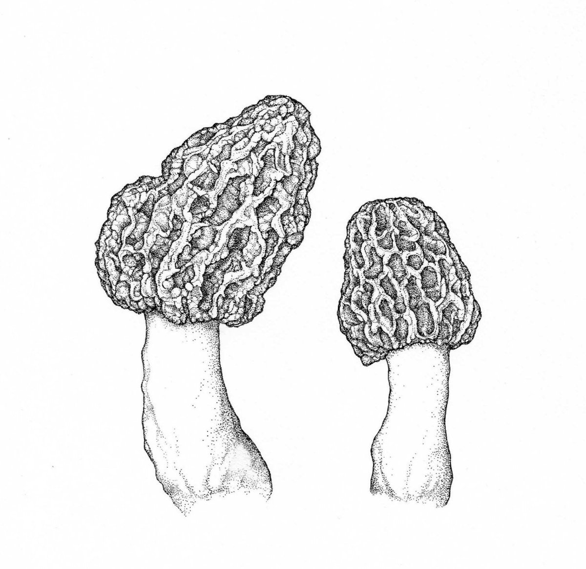 Рисунок сморчок гриб