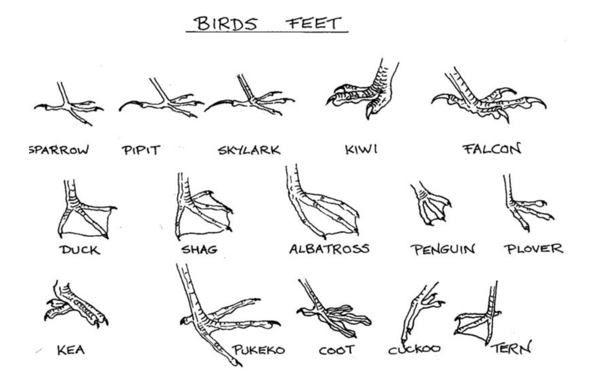 Рисунок лапы птицы