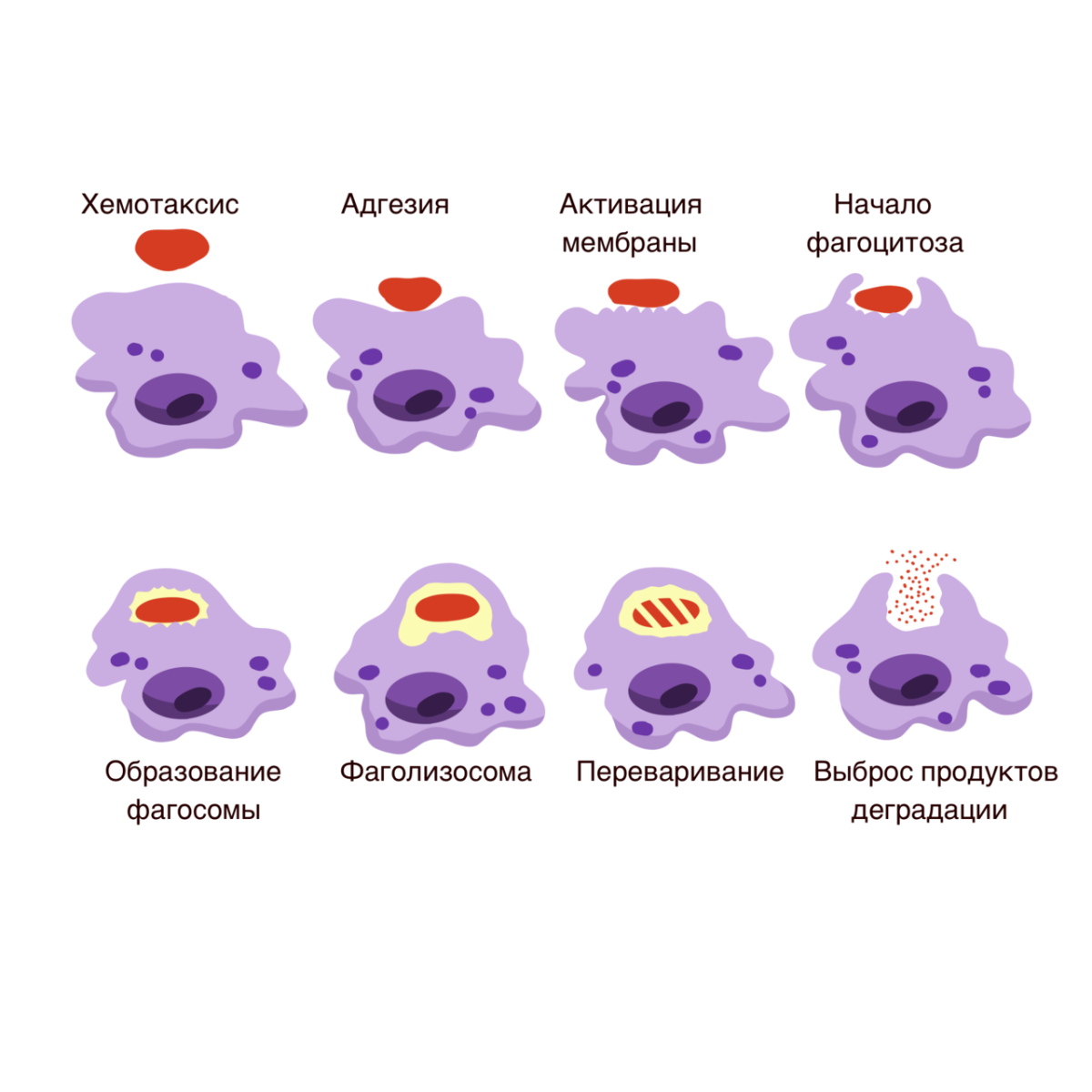 Стадии фагоцитоза схема. Фазы фагоцитоза схема. Схема фагоцитоза в иммунологии. Клеточный фагоцитоз схема.
