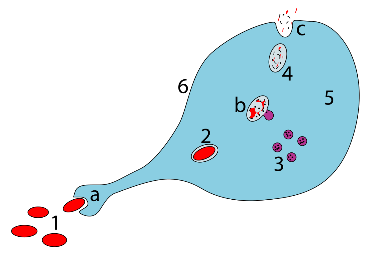 Фаголизосома в фагоцитозе. Фагоцитоз Макрофаг рисунок. Лизосомы макрофагов. Поглощение патогена фагоцитом. Макрофаги фагоцитоз