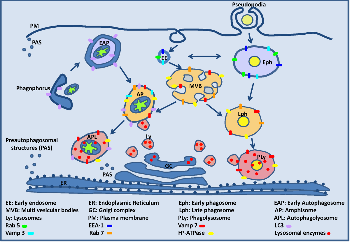 Схема фагоцитоза и гетерофагии. Гетерофагия этапы. Факторы устойчивости к фагоцитозу микробиология. Фагоцит и фагосома.