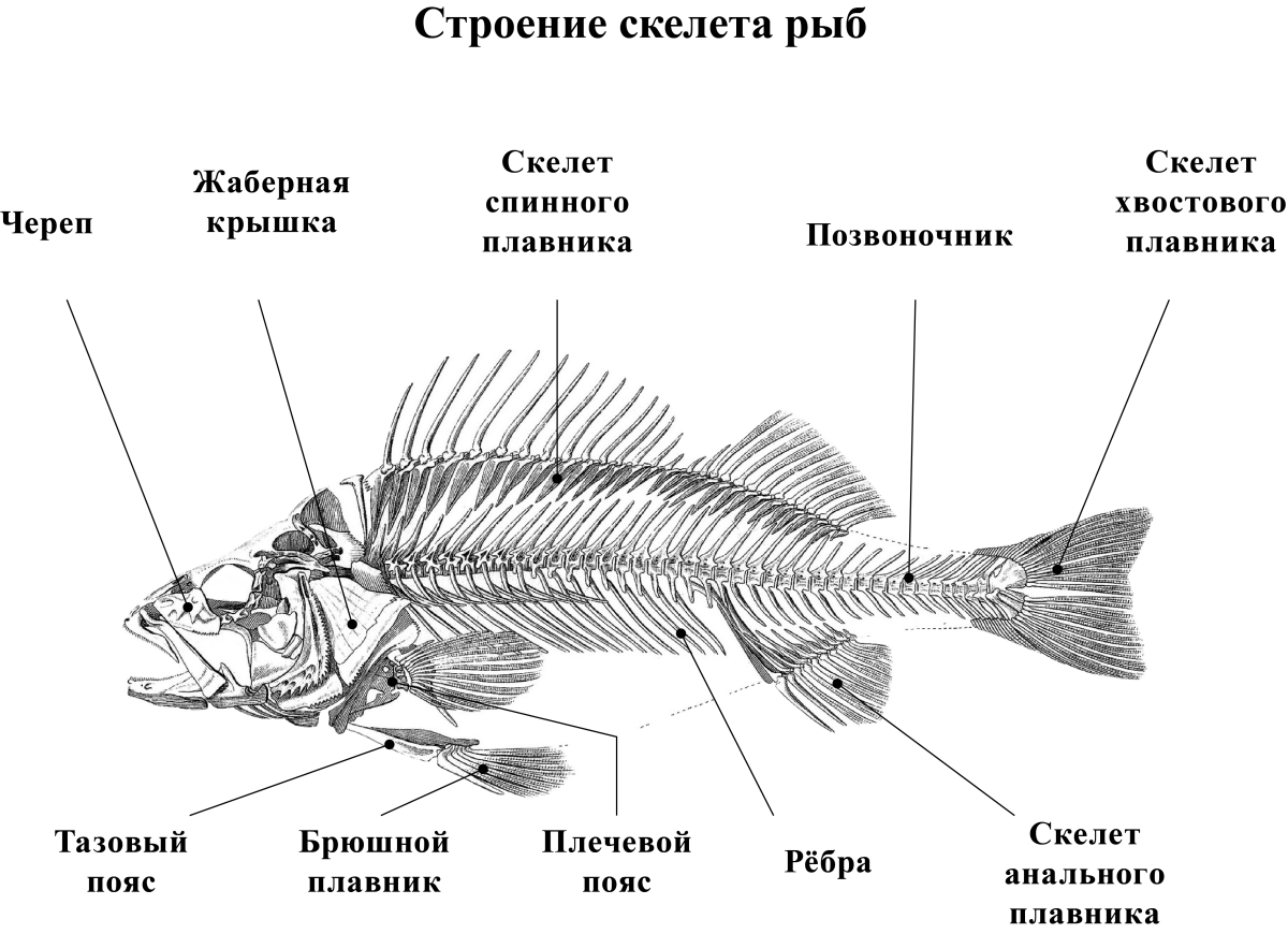 Строение скелета рыбы схема. Схема внешнего строения рыбы. Схема строения скелета и внутреннее строение рыбы. Скелет костной рыбы схема.
