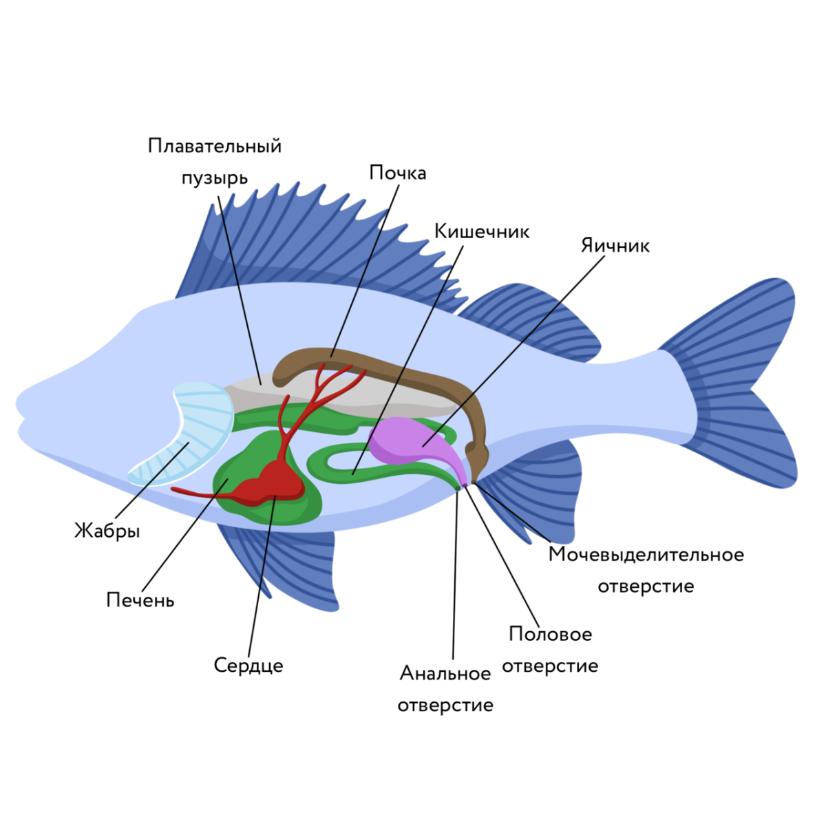 Биология про рыб 7 класс. Плавательный пузырь у рыб схема. Плавательный пузырь у костных рыб. Внешнее и внутреннее строение рыб. Строение плавательного пузыря у рыб.