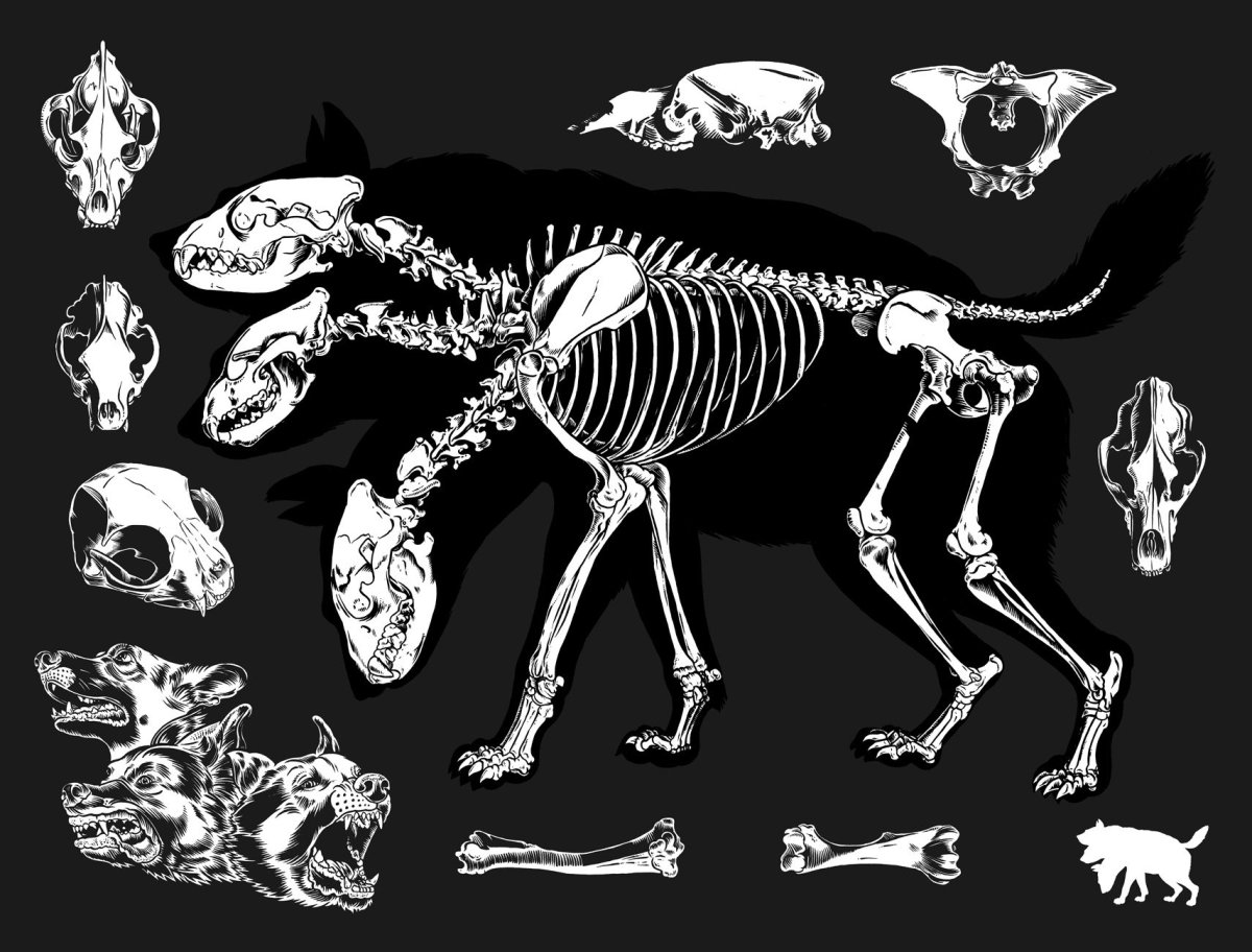 Нарисованный скелет собаки