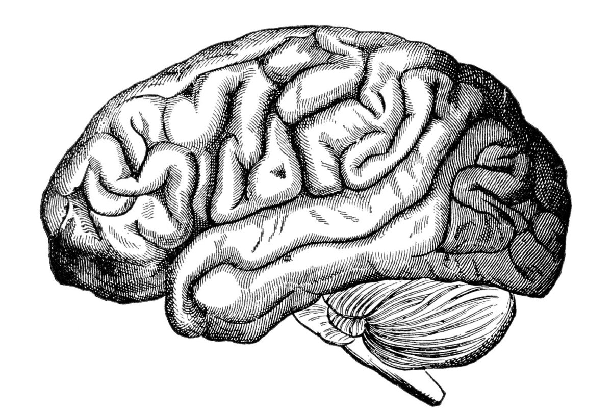 Головной мозг в разрезе рисунок
