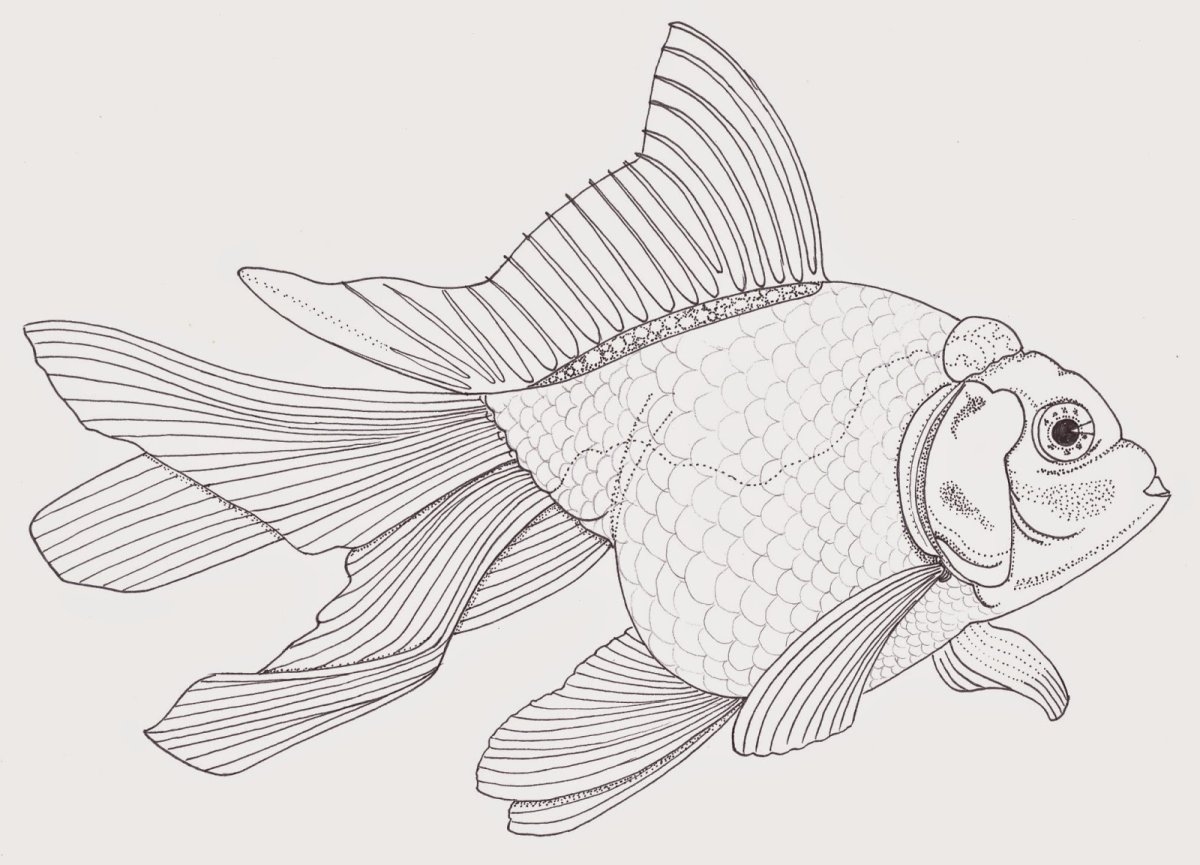 Рисунок рыбы для срисовки. Рыба рисунок реалистичный. Золотая рыбка вектор. Рисование Золотая рыбка. Рисование рыбы в движении.