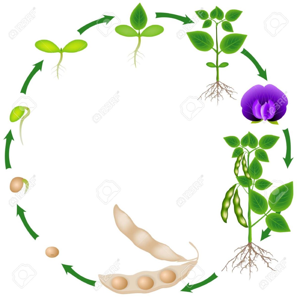При делении жизненного цикла овощных растений онтогенез. Жизненный цикл гороха. Цикл роста гороха для детей. Жизненный цикл растений для дошкольников фасоль. Жизненный цикл гороха для детей.