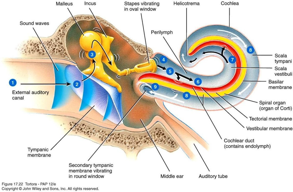 Строение уха и вестибулярного аппарата