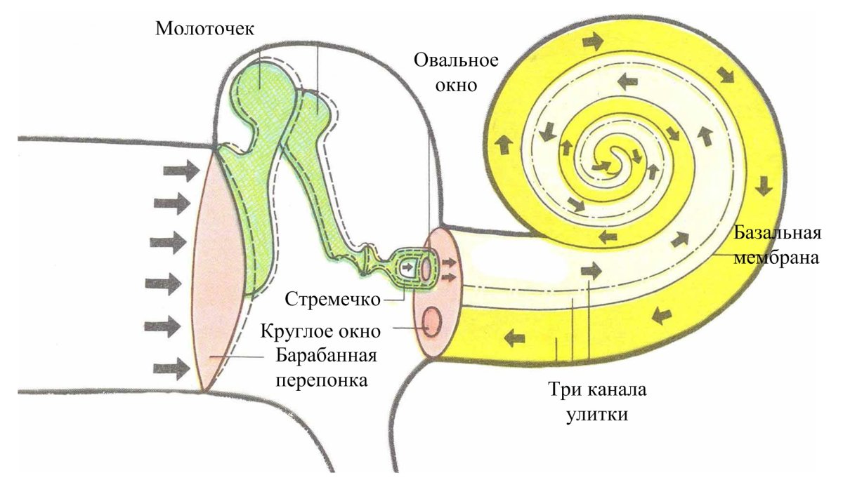 Строение уха и вестибулярного аппарата рисунок