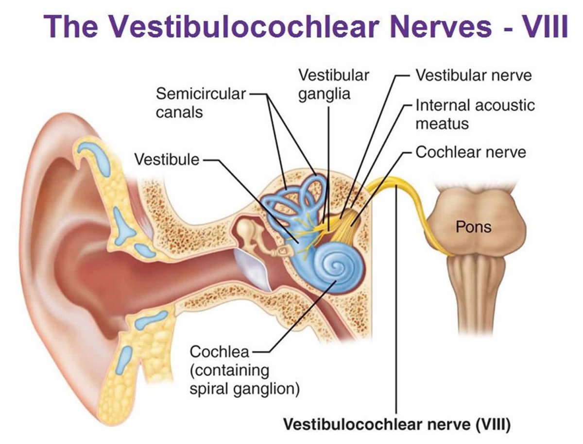Слуховой и вестибулярный аппарат. Преддверно-улитковый нерв схема. Улитковые ядра преддверно-слуховой нерв. Строение уха слуховой нерв. Вестибулярный нерв и слуховой аппарат.