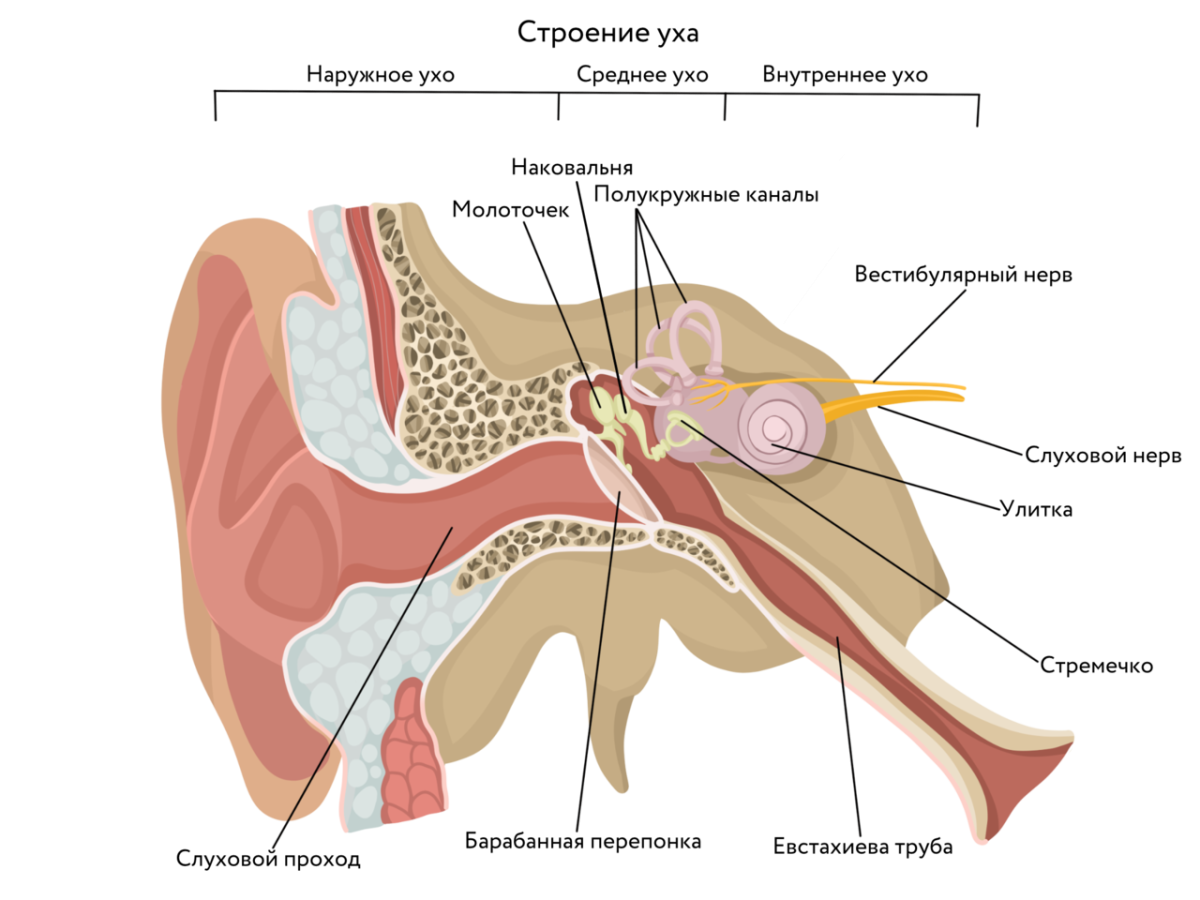 Имеется внутреннее ухо и среднее ухо. Среднее ухо анатомия строение. Строение уха человека. Строение уха человека анатомия. Схема строения наружного среднего и внутреннего уха.