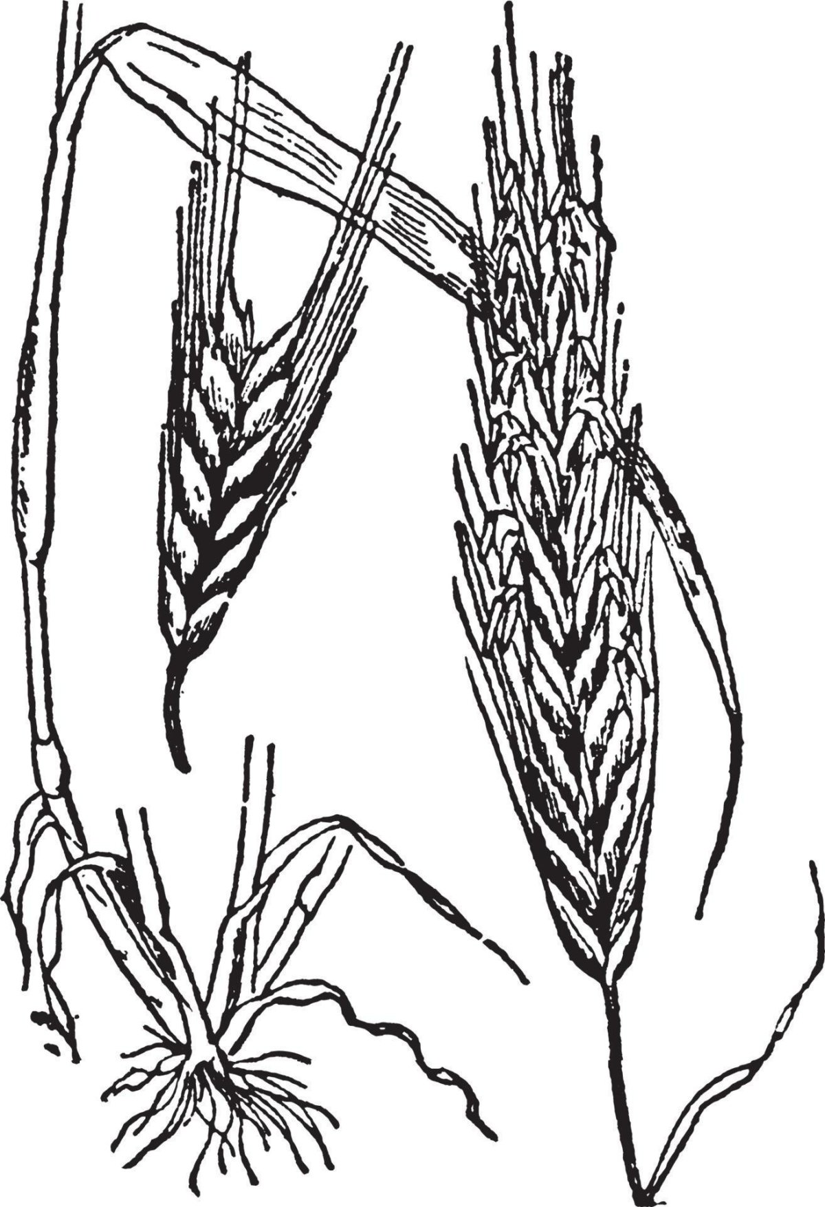 Цветок пшеницы рисунок. Пшеница рисунок. Пшеница рисунок растения. Строение пшеницы рисунок. Жито корень