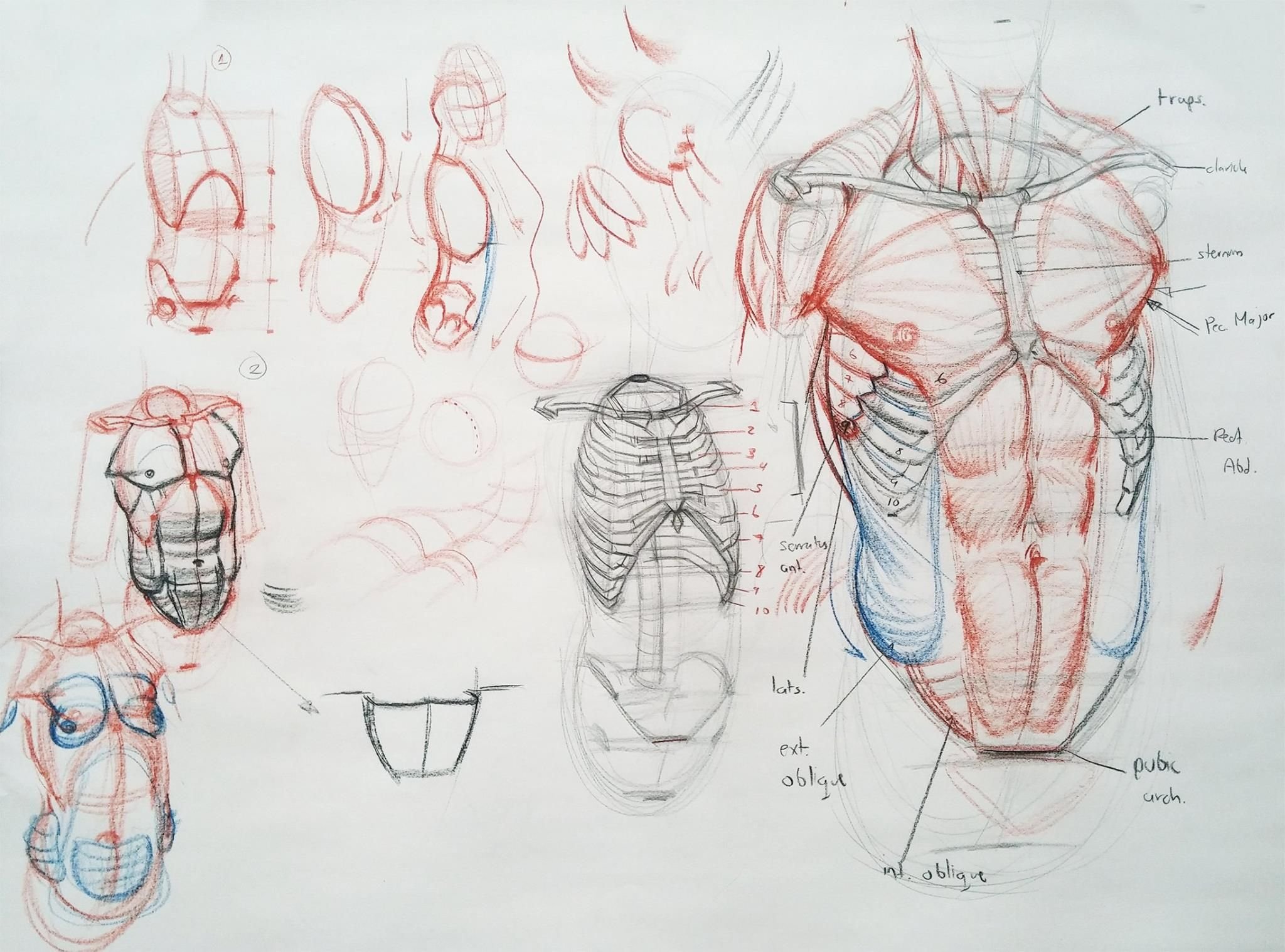 Голова ноги туловище. Пластическая анатомия мышц туловища. Анатомия торса. Уроки анатомии для художников. Мышцы человека для художников.