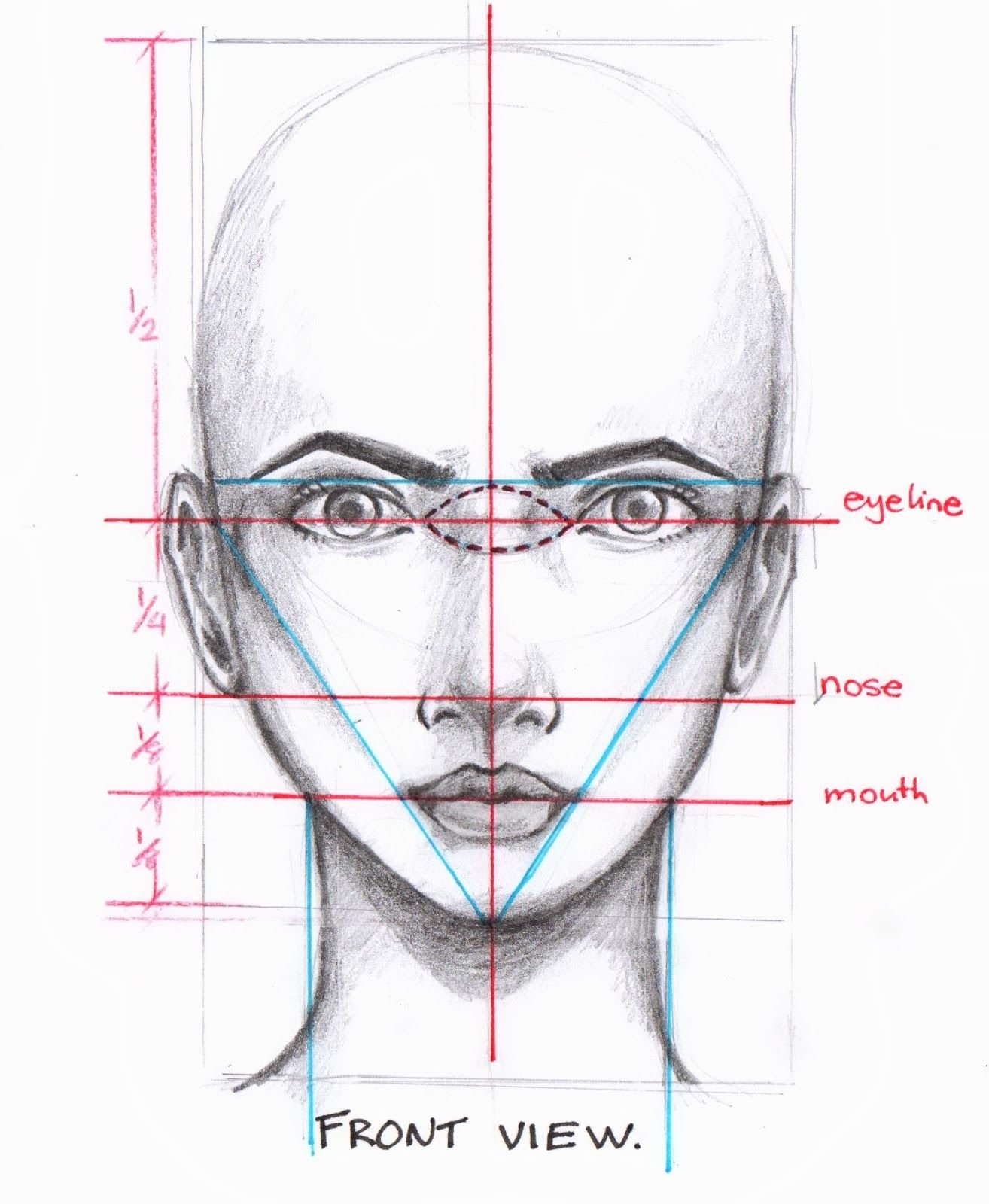 Лицо рисунок схема. Пропорции лица человека в анфас. Пропорции лица человека для рисования анфас. Пропорции головы человека анфас. Построение лица человека пропорции схема.