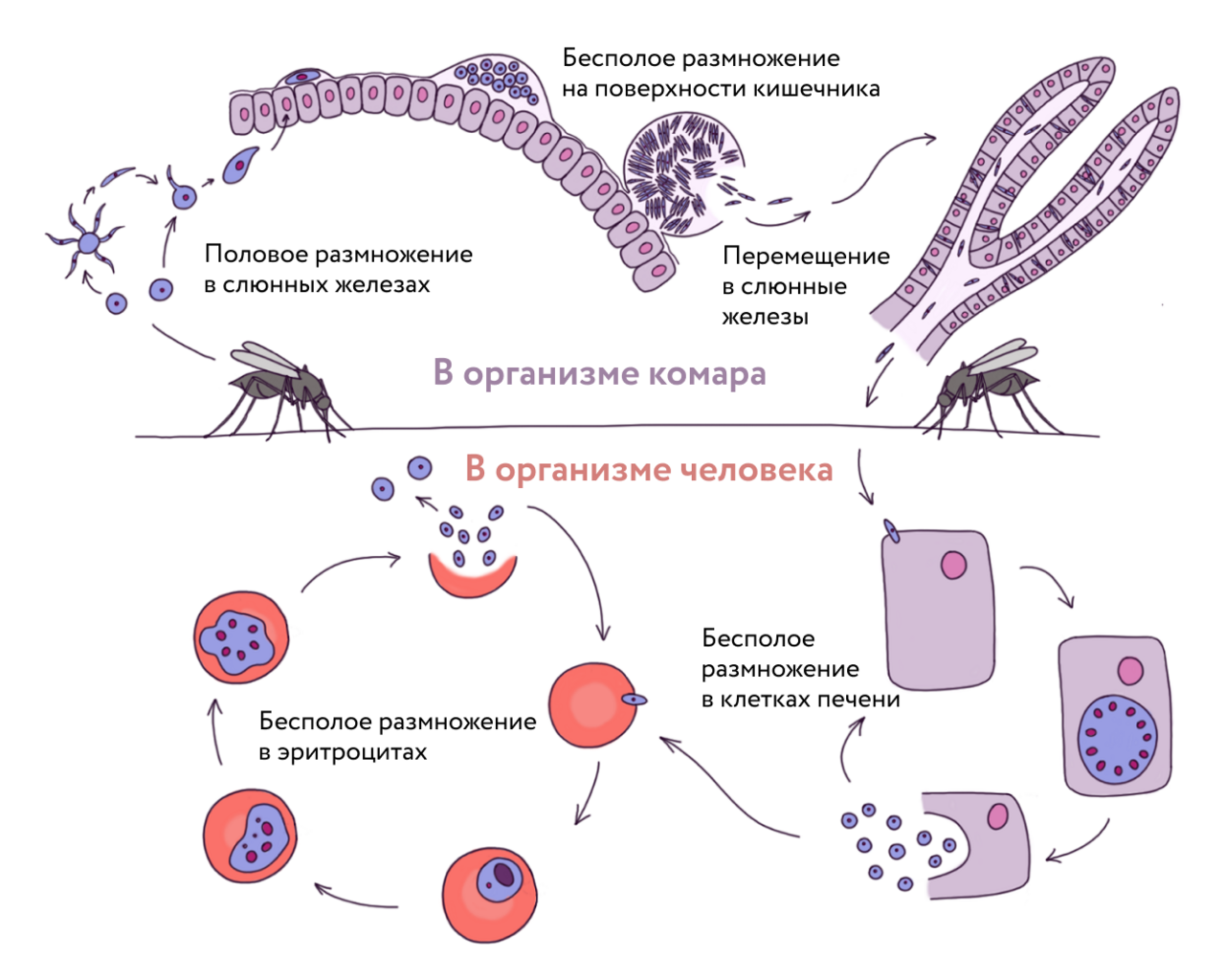 Цикл малярии. Стадии жизненного цикла малярийного плазмодия. Стадии размножения малярийного плазмодия. Цикл размножения малярийного плазмодия схема. Цикл развития малярийного плазмодия.