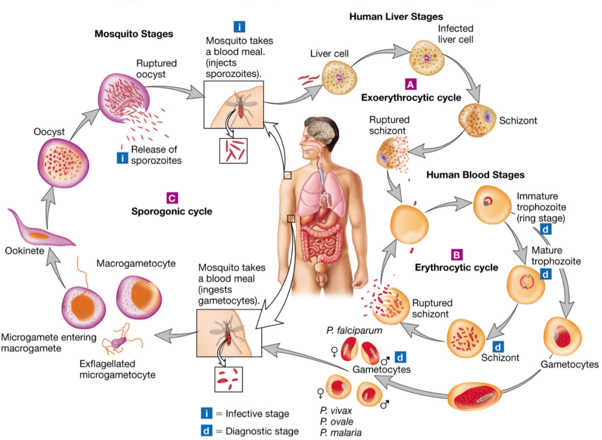 Малярия является антропонозом. Стадии жизненного цикла малярийного плазмодия. Жизненный цикл малярийного плазмодия схема. Стадии цикла развития малярийного плазмодия. Цикл малярийного плазмодия схема.