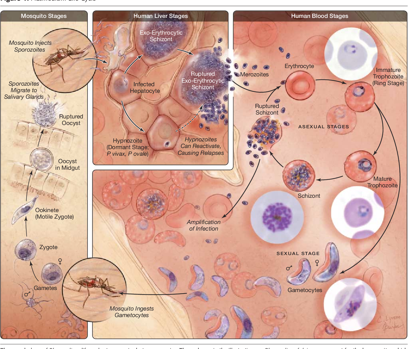 Несколько генераций плазмодиев в патогенезе малярии возможно. Малярийный Плазмодиум цикл. Plasmodium Life Cycle. Гаметоцит малярийный плазмодий.