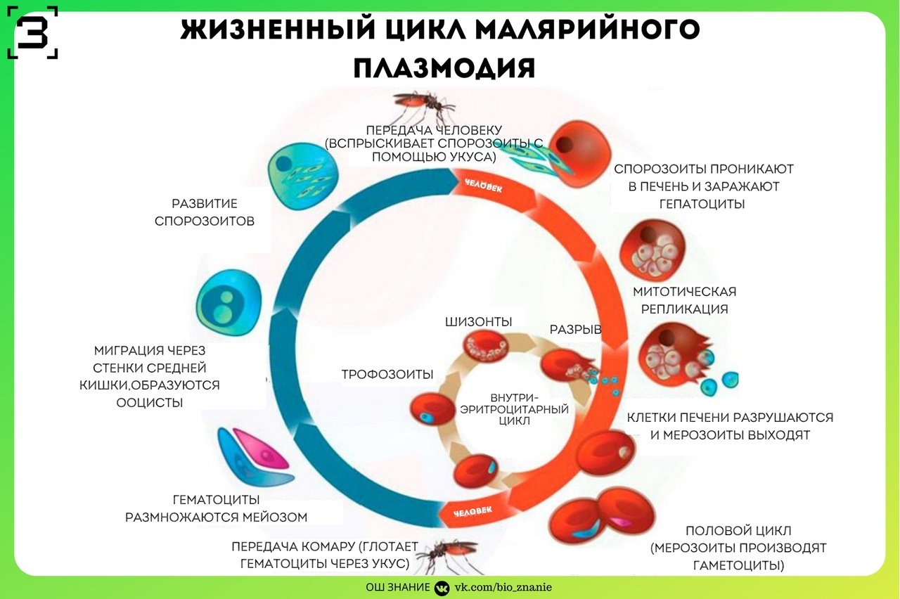 Возникновении малярии. Жизненный цикл малярийного плазмодия ЕГЭ биология. Стадии жизненного цикла малярийного плазмодия. Цикл развития малярийного плазмодия схема. Этапы цикла развития малярийного плазмодия.