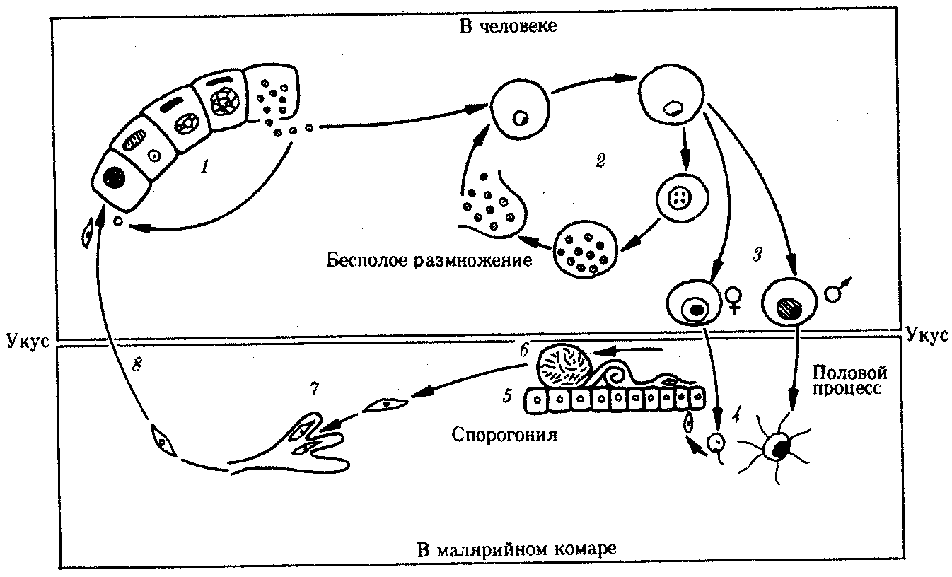 Цикл малярии. Стадии жизненного цикла малярийного плазмодия. Стадия жизненного цикла паразита малярийного плазмодия. Жизненный цикл малярийного плазмодия схема. Цикл размножения малярийного плазмодия схема.