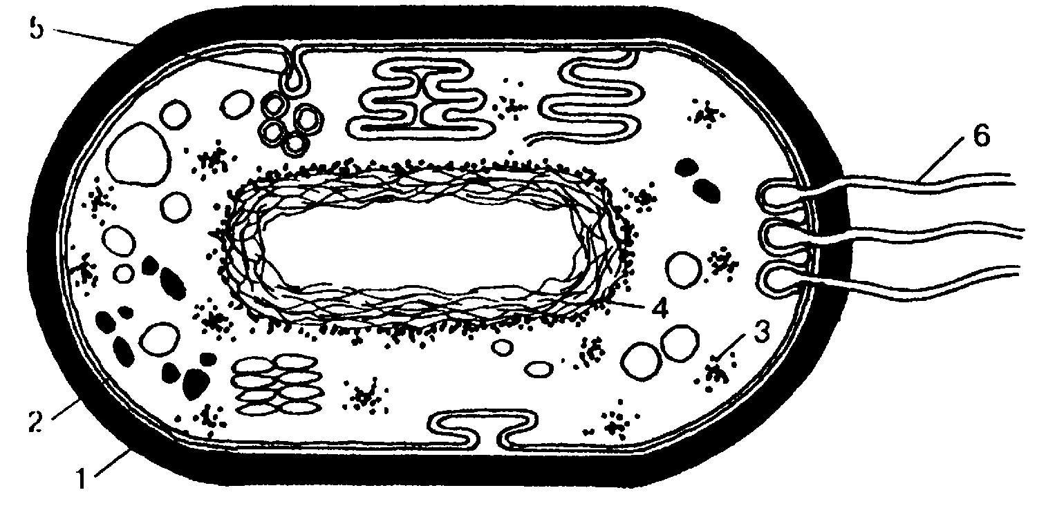 Структура клетки прокариот. Строение прокариотической бактерии. Строение бактериальной клетки прокариот. Строение прокариотической бактериальной клетки. Прокариотическая бактериальная клетка строение.