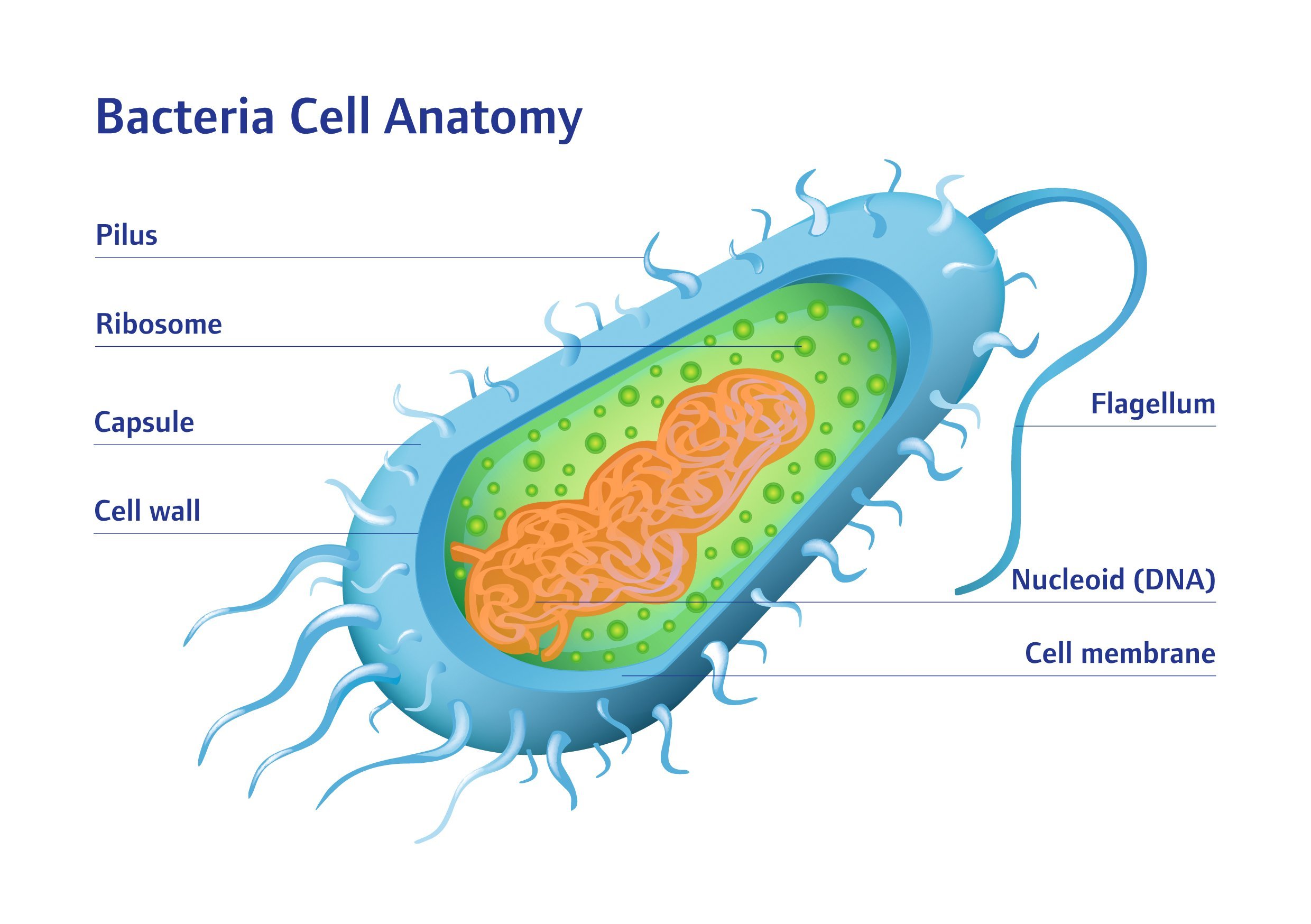 Прокариоты вирусы бактерии. Нуклеоид бактериальной клетки строение. Строение бактериальной клетки сальмонеллы. Строение бактериальной и вирусной клетки. Строение бактериальной клетки рисунок.