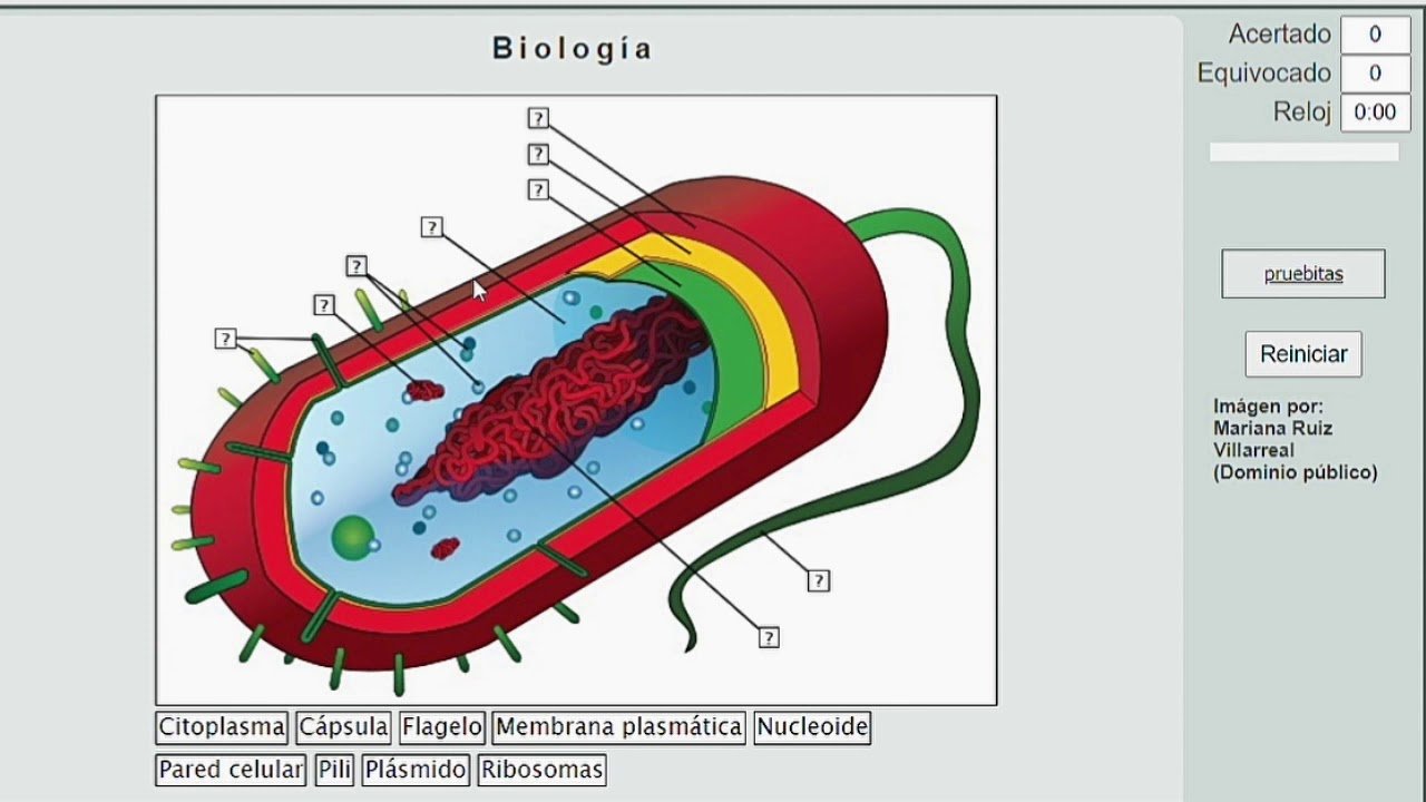 Модель бактериальной клетки. Макет бактерии. Модель из бактериальной клетки. Макет бактериальной клетки.