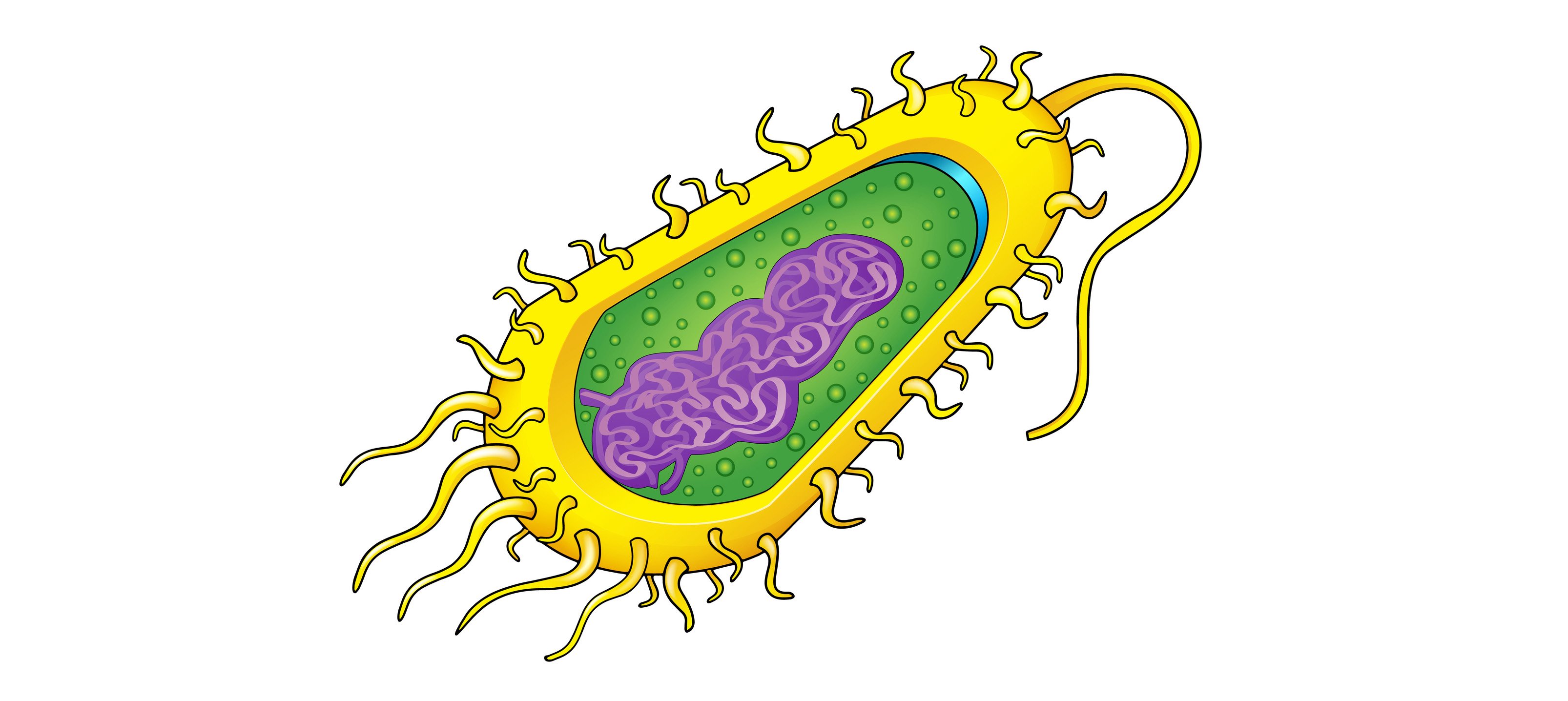 Прокариоты рисунок. Прокариотическая клетка бактерии строение. Прокариотическая клетка bacteria. Клетка бактерии без подписей. Клетка прокариот рисунок.