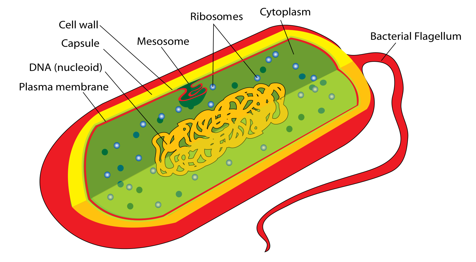 Прокариотическая клетка прокариот. Строение прокариотической бактериальной клетки. Строение бактериальной клетки прокариот. Прокариоты клеточная стенка прокариоты. Прокариотическая клетка 10 класс схема.