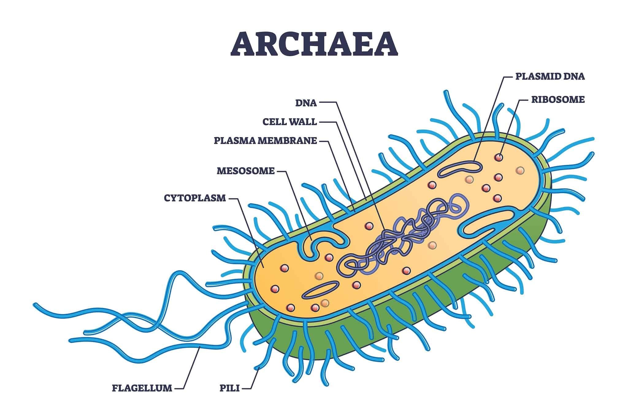 Эра прокариот какая эра. Бактерии и археи. Прокариоты бактерии и археи. Археи строение. Археи строение клетки.