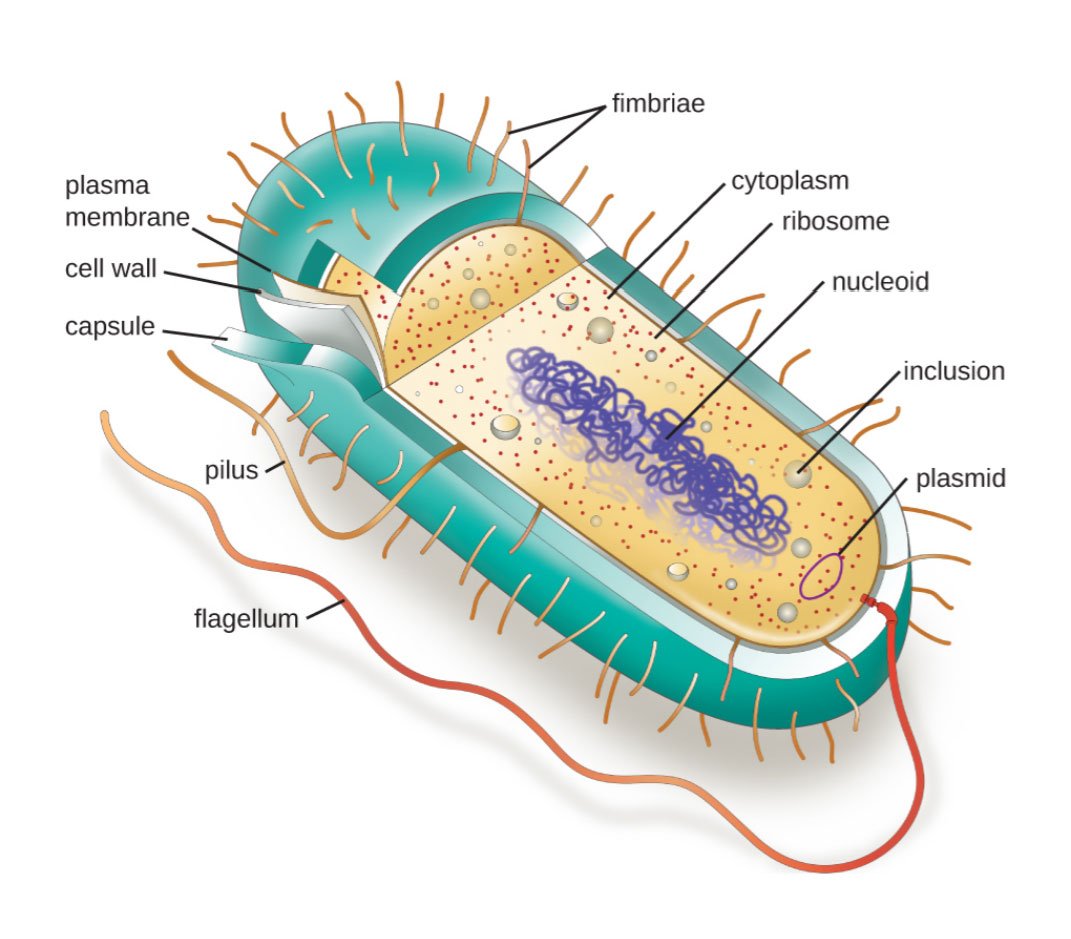 Нуклеоид прокариот. Нуклеоид бактериальной клетки строение. Прокариоты бактерии микробиология строение. Наследственный аппарат бактерий – нуклеоид. Строение прокариотических клеток микробиология.