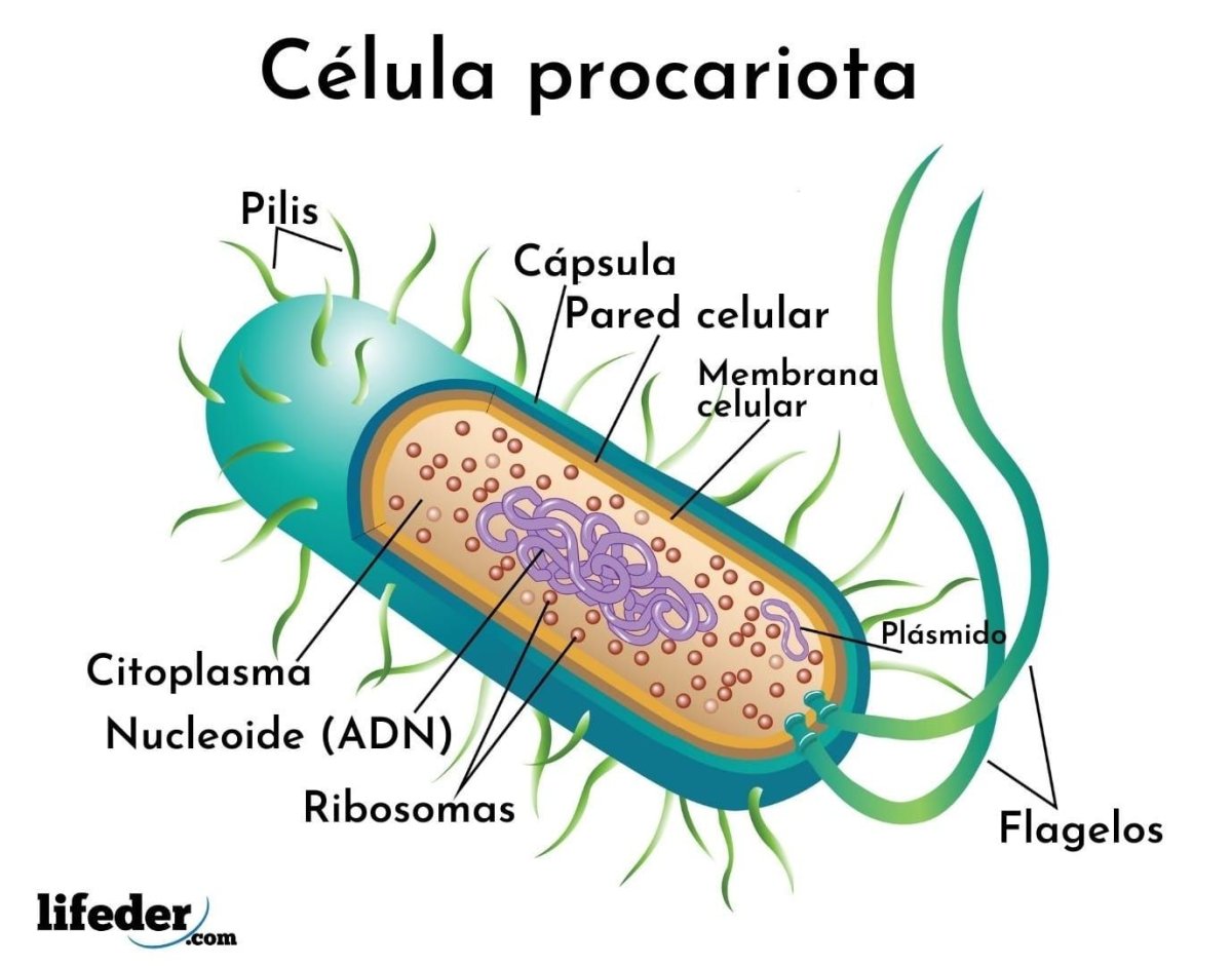 Строение бактерии. Нуклеоид бактериальной клетки. Нуклеоид рисунок. Мезосомы бактерий.