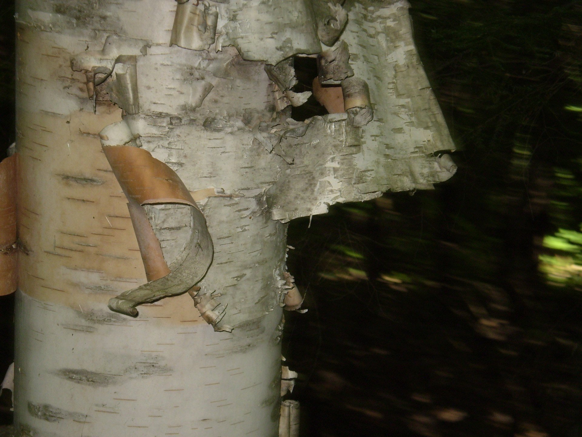 Я нашел удивительную берестяную трубочку. Заготовка бересты в лесу. Берестяные леса. Берестяная трубочка на Березе. Береста фото дерева.