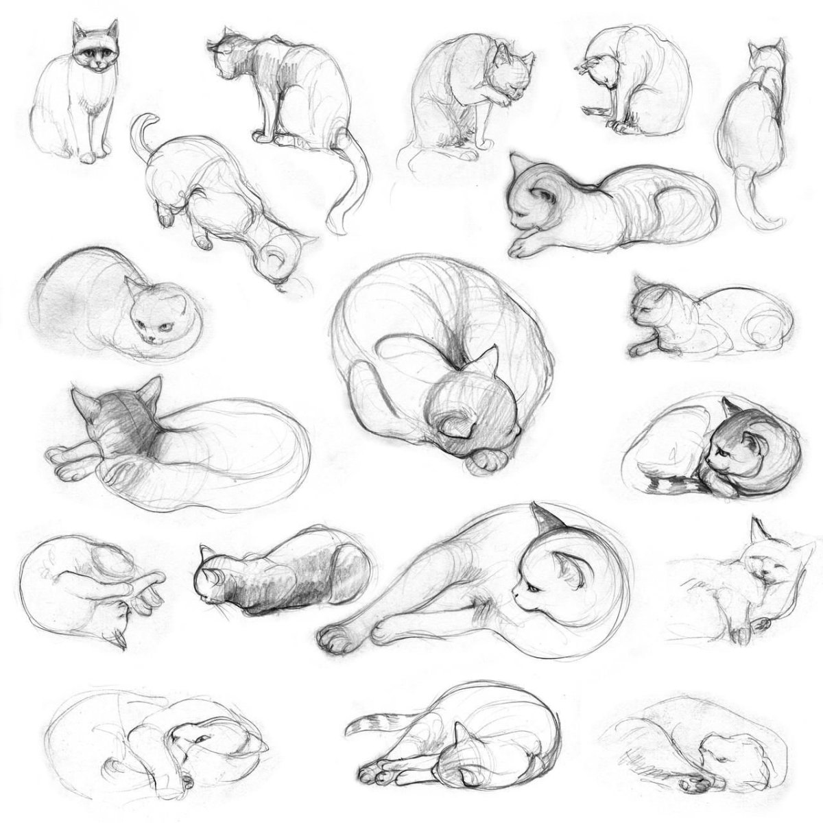 Лежащий кот рисунок