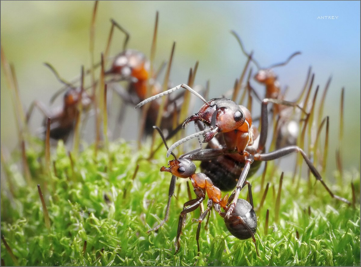 Жизнь муравьев в муравейнике