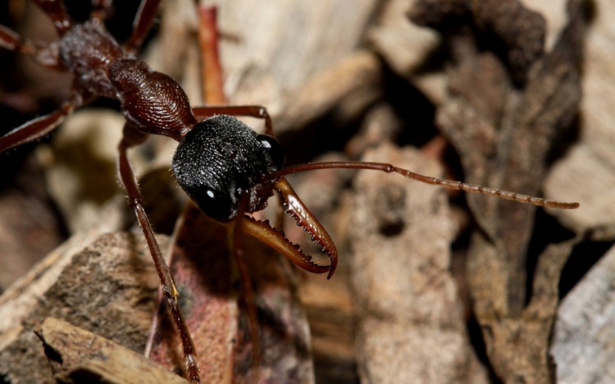 Плотоядные муравьи