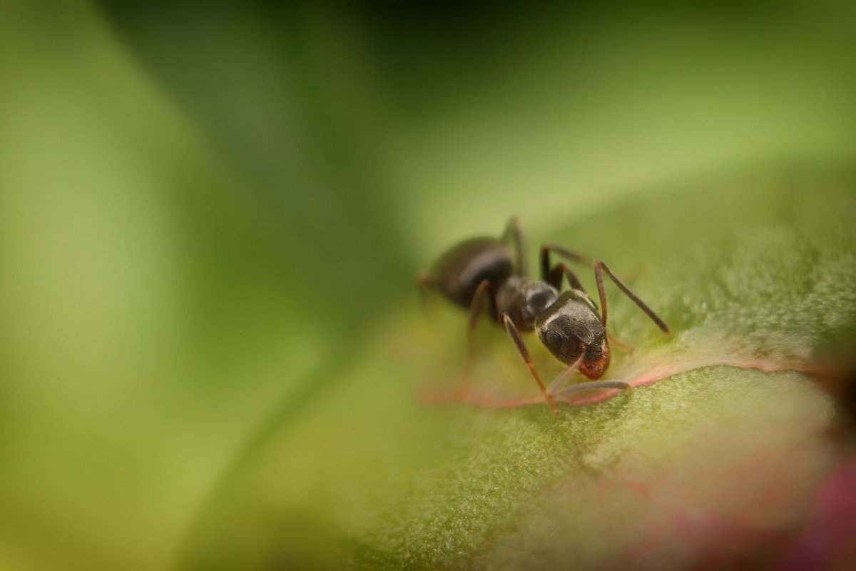 Насекомые Луга