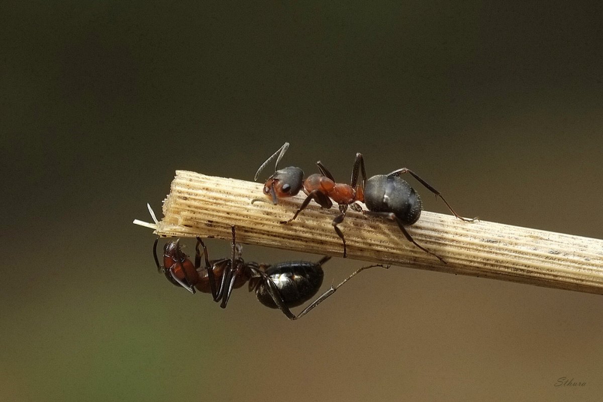 Макрофотография муравья
