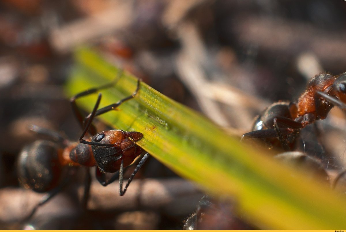 Муравьи рода Formica