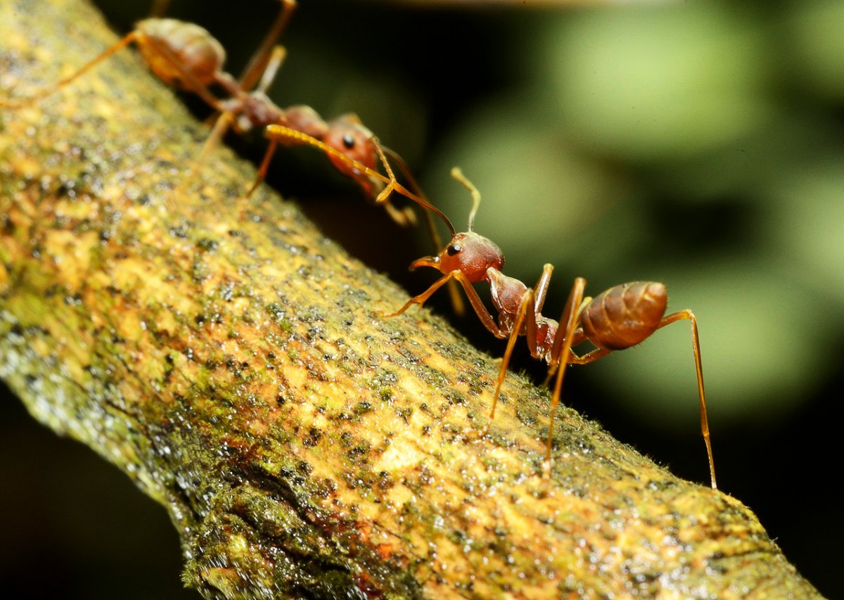 Муравей заставка