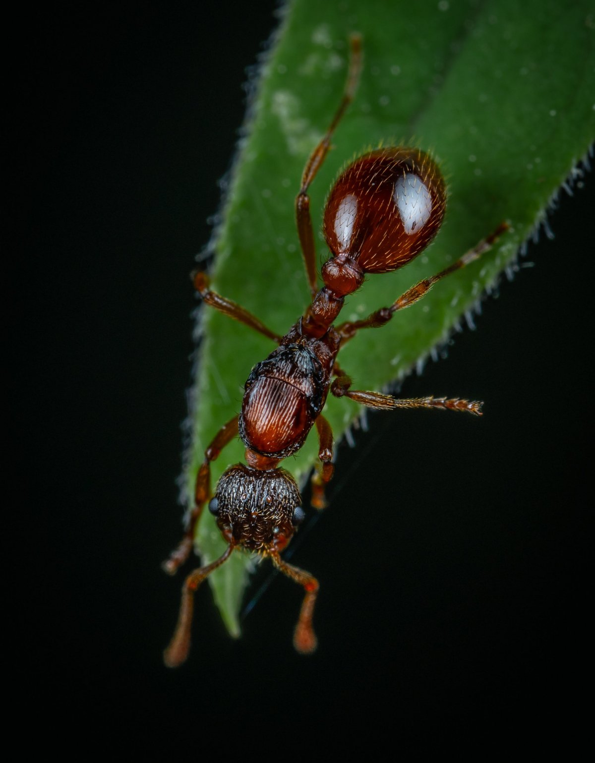 Макросъемка насекомых муравей