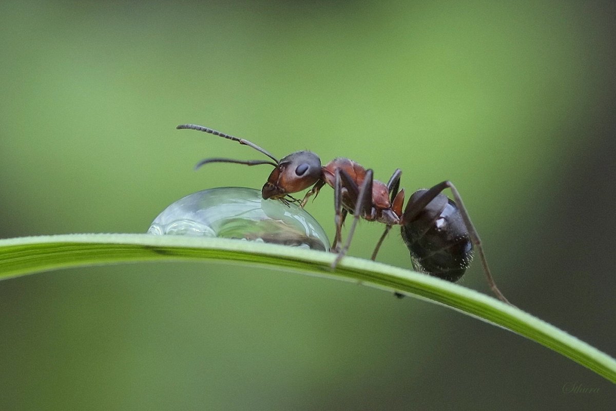 Муравей обыкновенный