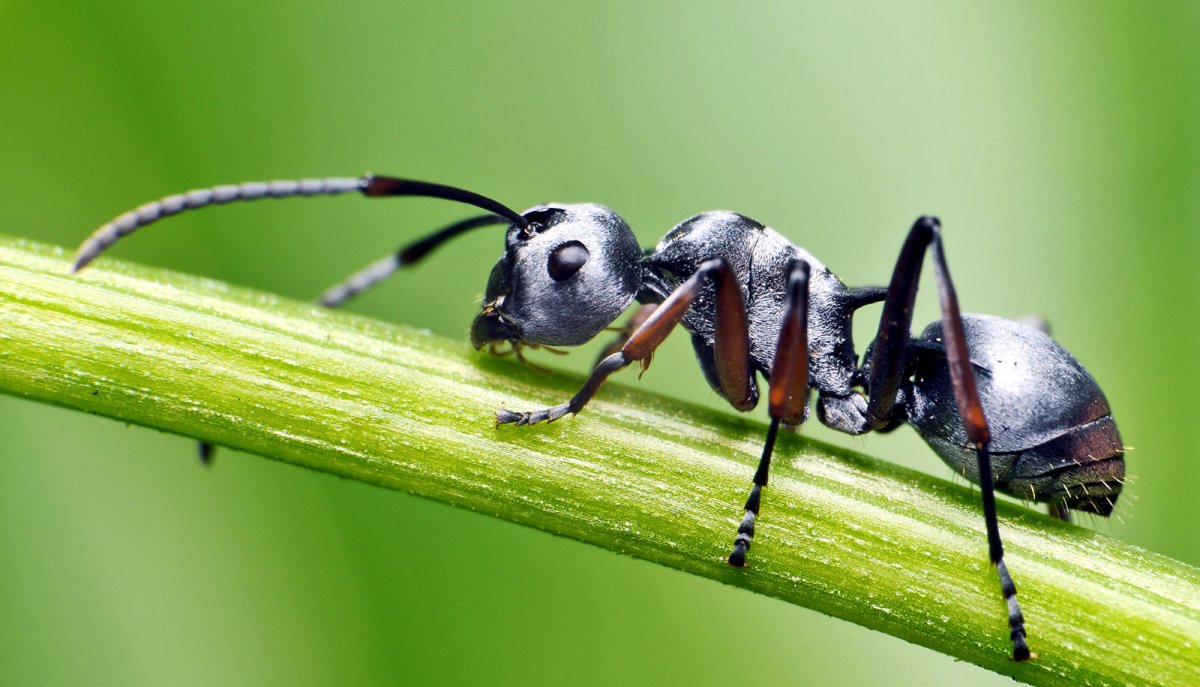 Насекомые муравей