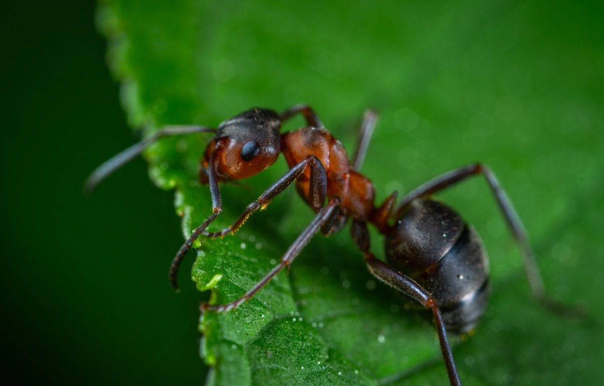 Муравей Макросъемка