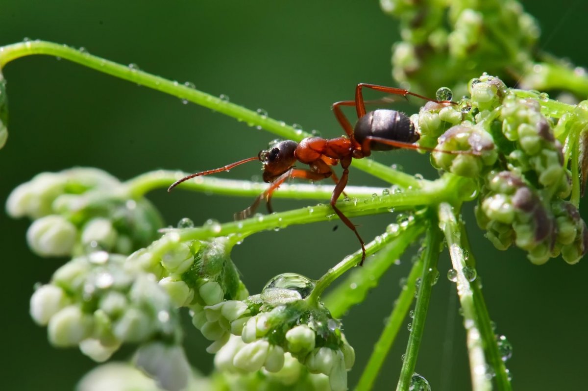 Красивые муравьи