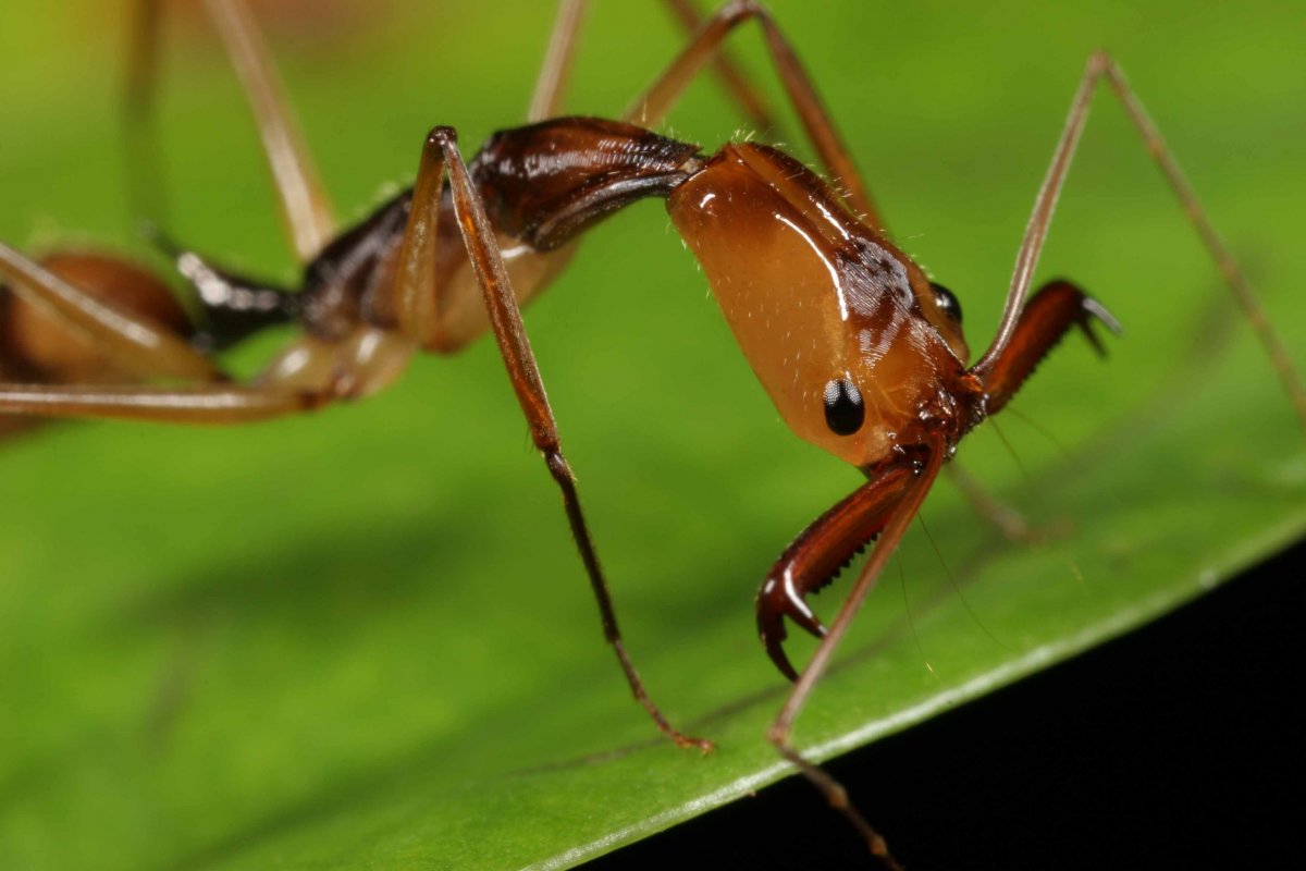 Трофоллаксис у муравьев