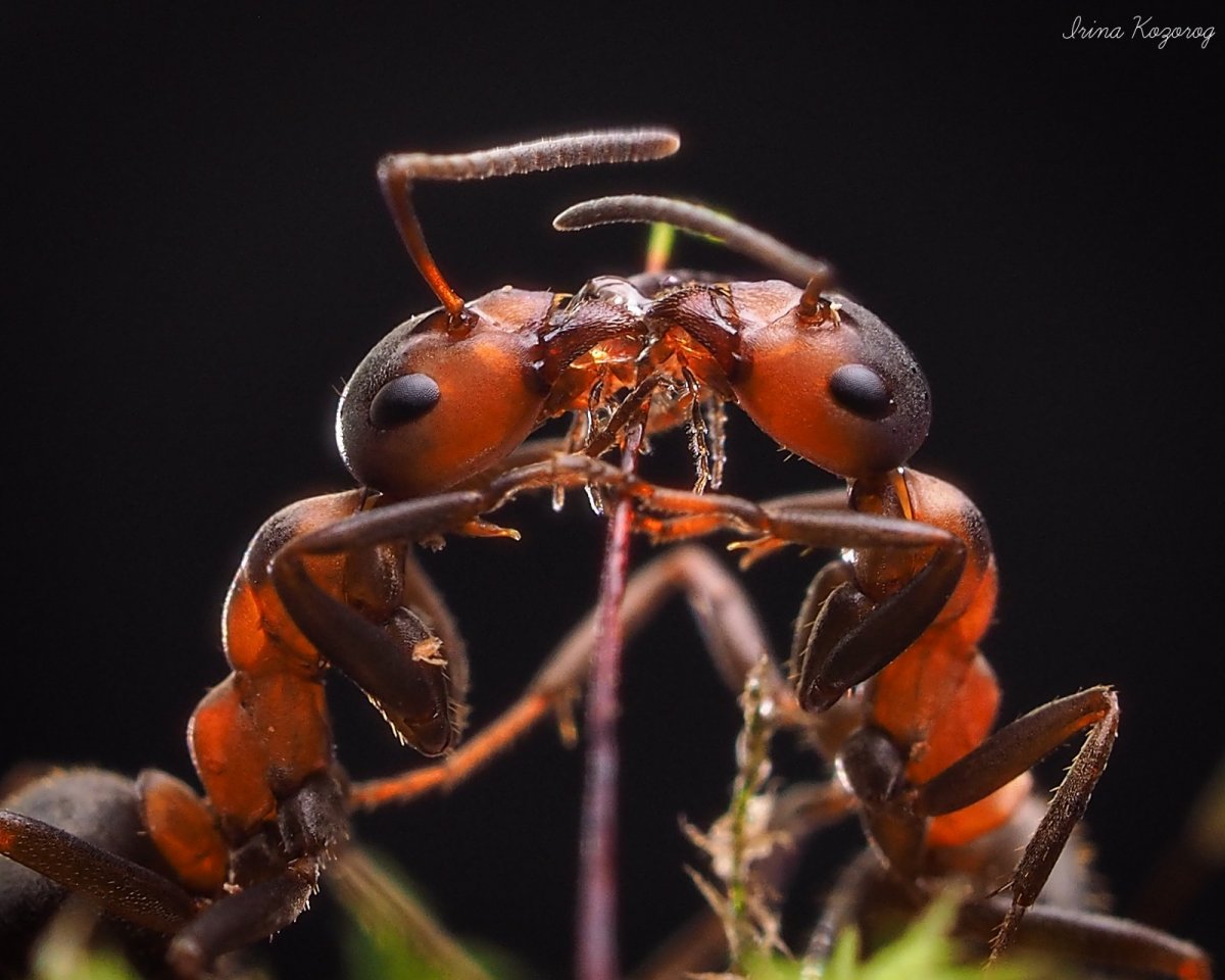 Муравьи на рабочий стол
